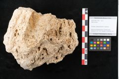 Foto (Objekt + Etikett) von Abies excelsa (NHMW-GEO-2024-0188-11355)